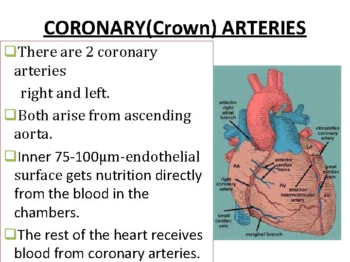 CORONARY(Crown) ARTERIES q. There are 2 coronary arteries right and left. q. Both arise