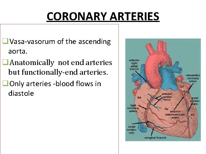 CORONARY ARTERIES q. Vasa-vasorum of the ascending aorta. q. Anatomically not end arteries but