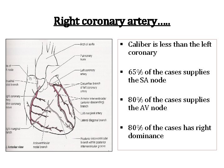 Right coronary artery…. . § Caliber is less than the left coronary § 65%