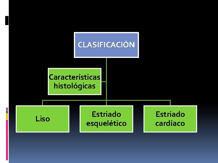 CLASIFICACIÓN Características histológicas Liso Estriado esquelético Estriado cardíaco 