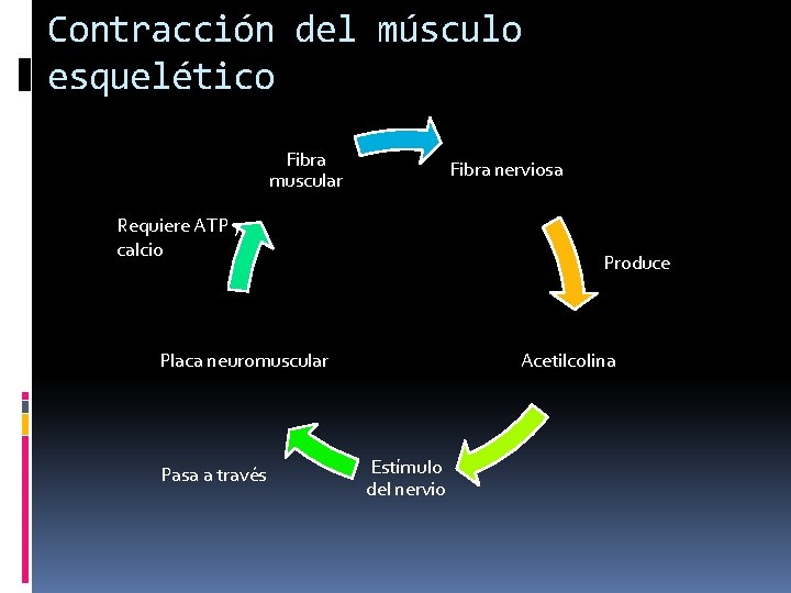 Contracción del músculo esquelético Fibra muscular Fibra nerviosa Requiere ATP y calcio Produce Acetilcolina