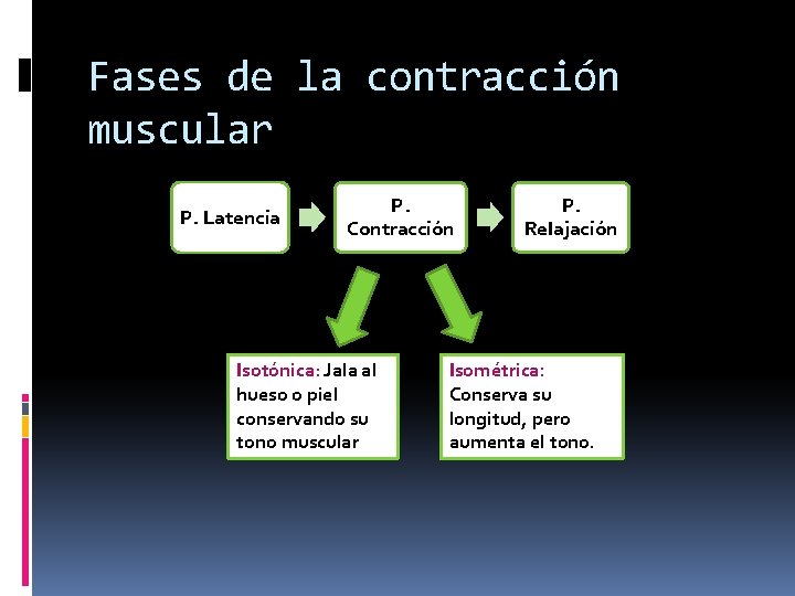 Fases de la contracción muscular P. Latencia P. Contracción Isotónica: Jala al hueso o