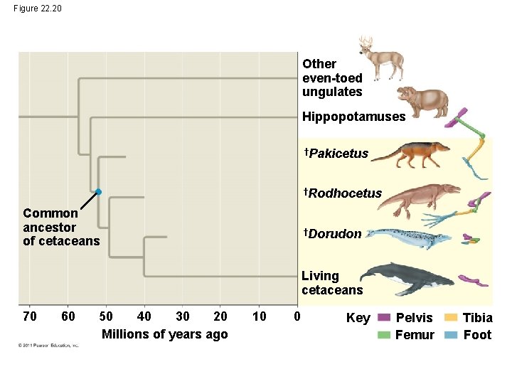 Figure 22. 20 Other even-toed ungulates Hippopotamuses †Pakicetus †Rodhocetus Common ancestor of cetaceans †Dorudon