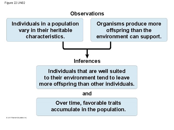 Figure 22. UN 02 Observations Individuals in a population vary in their heritable characteristics.