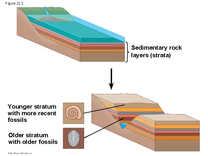 Figure 22. 3 Sedimentary rock layers (strata) Younger stratum with more recent fossils Older