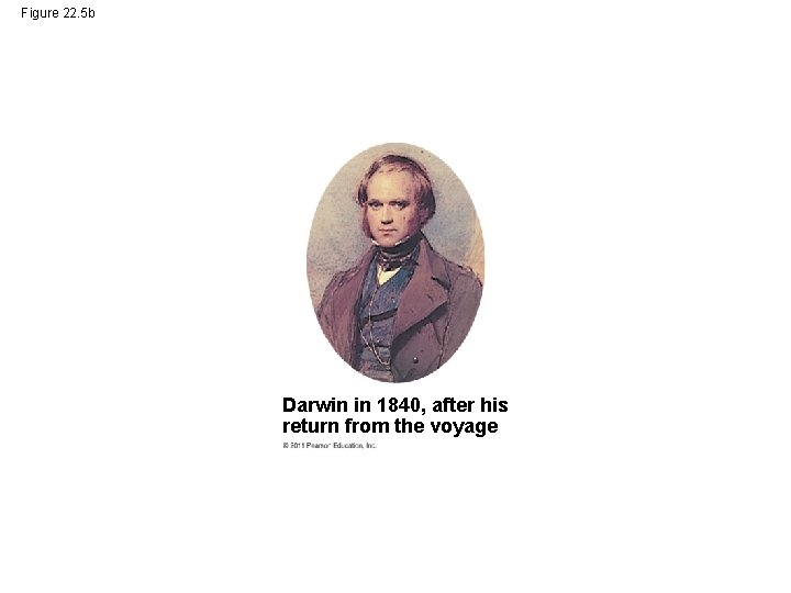 Figure 22. 5 b Darwin in 1840, after his return from the voyage 