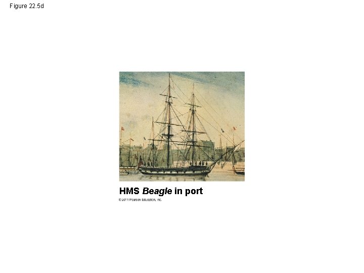 Figure 22. 5 d HMS Beagle in port 