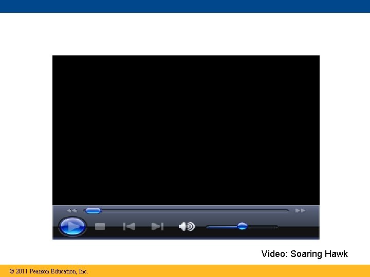 Video: Soaring Hawk © 2011 Pearson Education, Inc. 