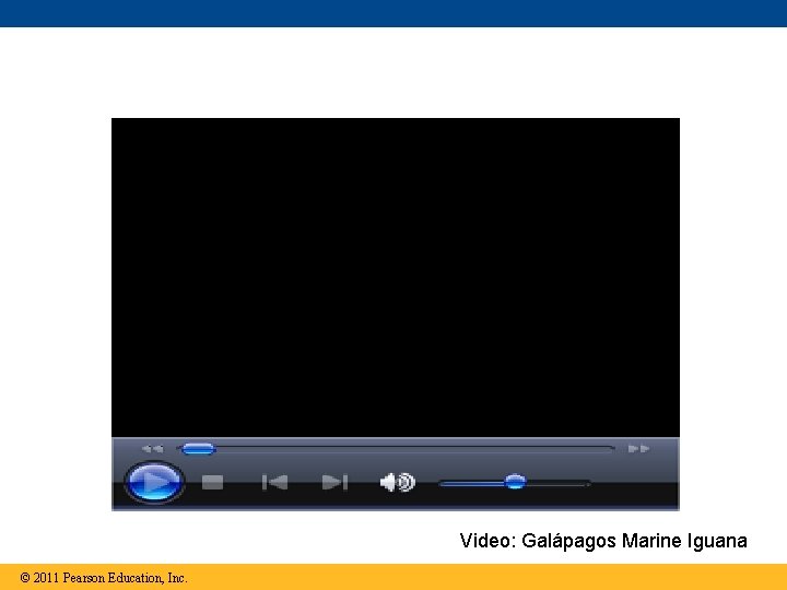 Video: Galápagos Marine Iguana © 2011 Pearson Education, Inc. 