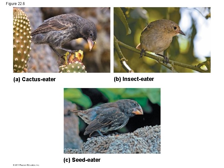 Figure 22. 6 (b) Insect-eater (a) Cactus-eater (c) Seed-eater 