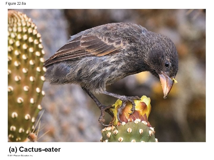 Figure 22. 6 a (a) Cactus-eater 