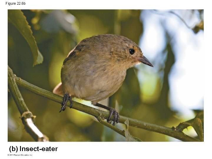 Figure 22. 6 b (b) Insect-eater 