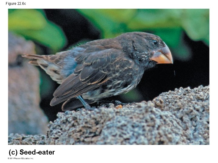 Figure 22. 6 c (c) Seed-eater 