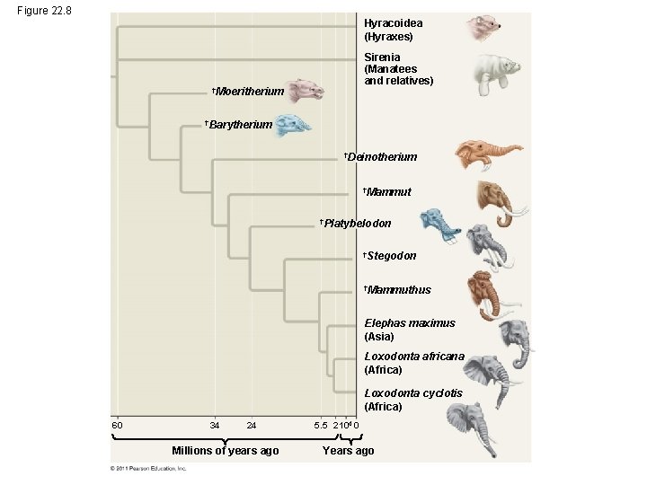 Figure 22. 8 Hyracoidea (Hyraxes) Sirenia (Manatees and relatives) †Moeritherium †Barytherium †Deinotherium †Mammut †Platybelodon
