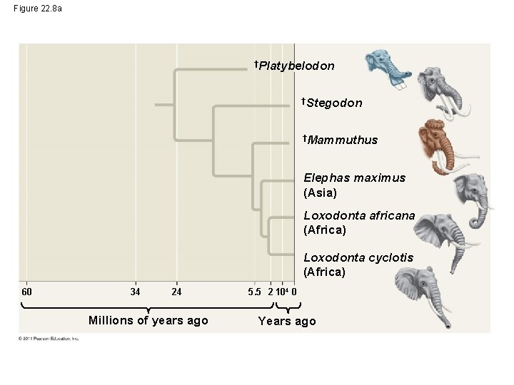Figure 22. 8 a †Platybelodon †Stegodon †Mammuthus Elephas maximus (Asia) Loxodonta africana (Africa) Loxodonta