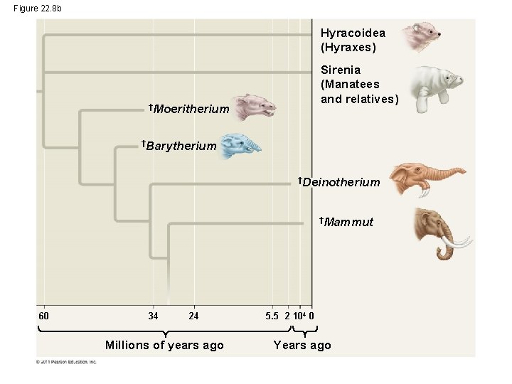 Figure 22. 8 b Hyracoidea (Hyraxes) Sirenia (Manatees and relatives) †Moeritherium †Barytherium †Deinotherium †Mammut