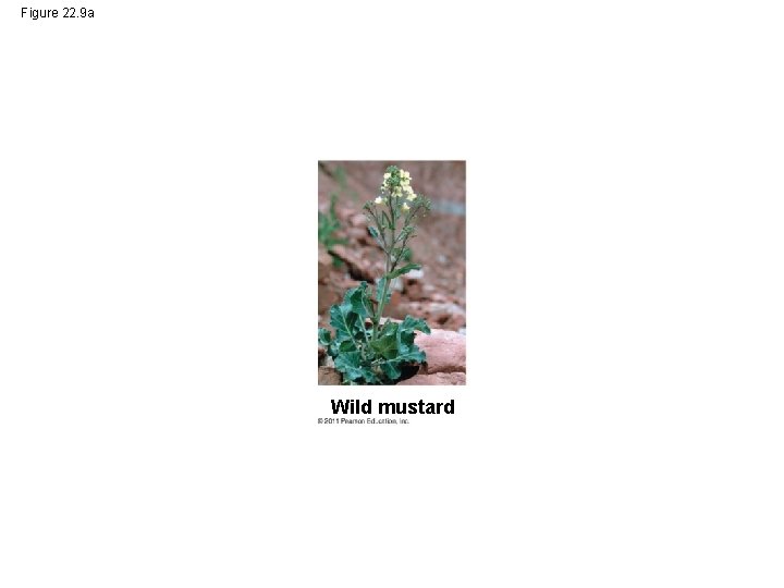 Figure 22. 9 a Wild mustard 