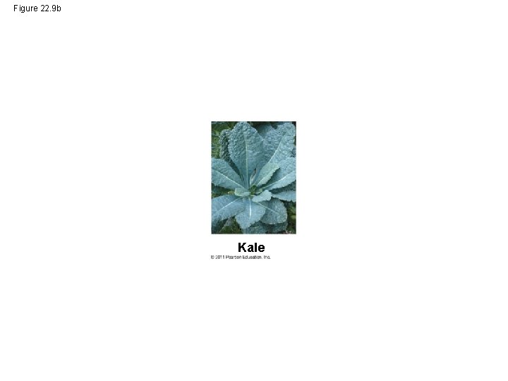 Figure 22. 9 b Kale 