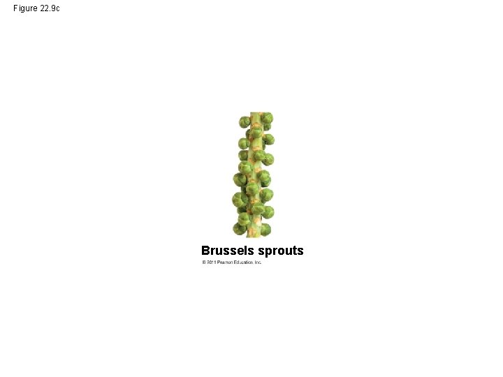 Figure 22. 9 c Brussels sprouts 