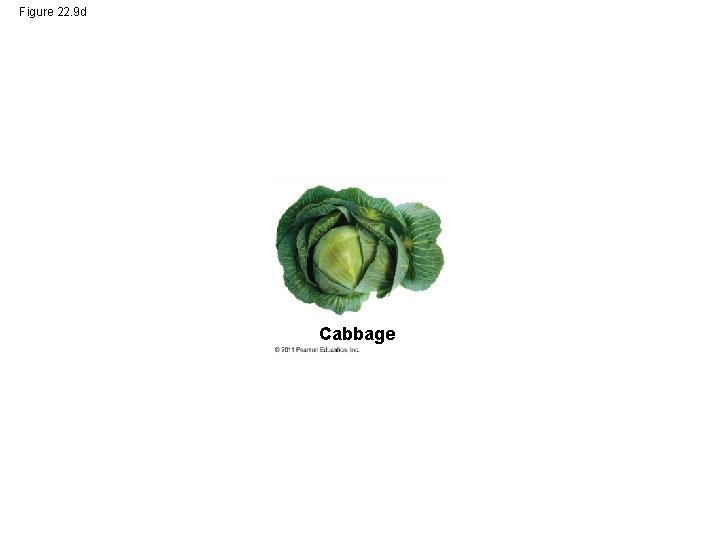 Figure 22. 9 d Cabbage 