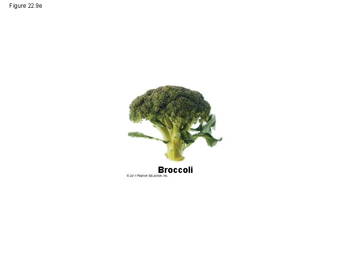 Figure 22. 9 e Broccoli 
