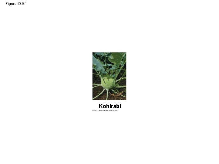 Figure 22. 9 f Kohlrabi 