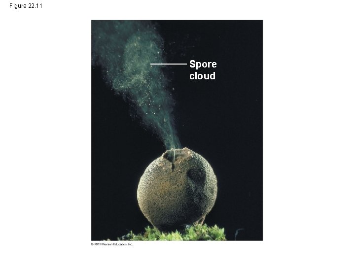 Figure 22. 11 Spore cloud 