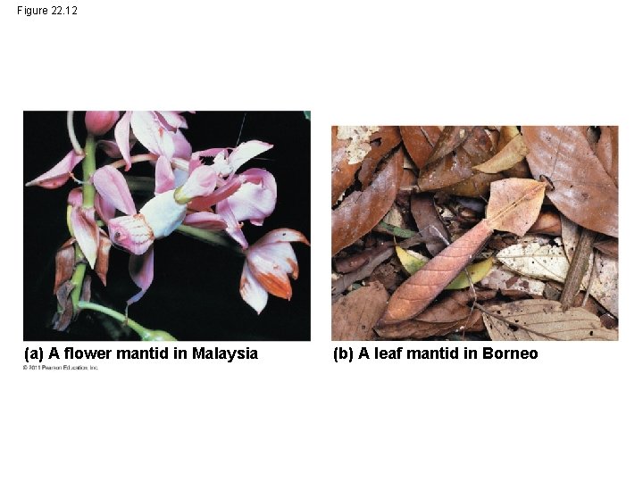 Figure 22. 12 (a) A flower mantid in Malaysia (b) A leaf mantid in