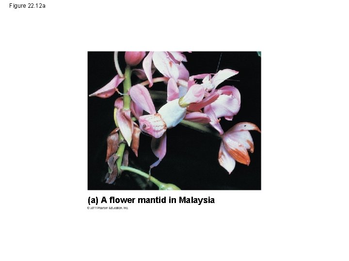 Figure 22. 12 a (a) A flower mantid in Malaysia 