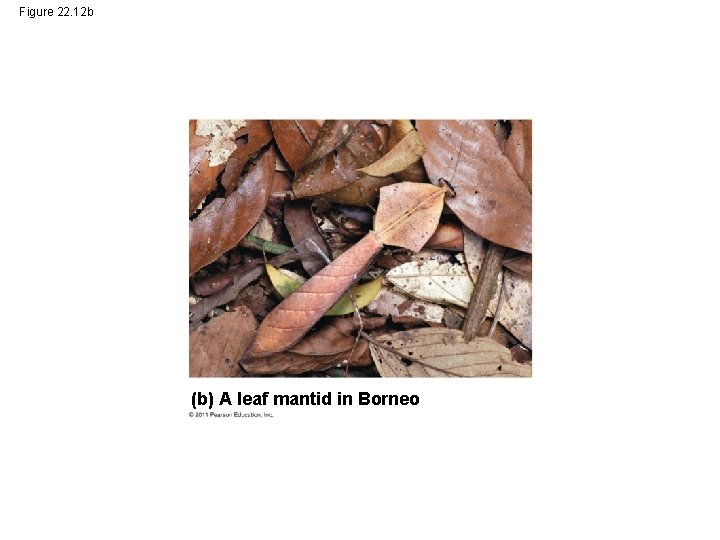 Figure 22. 12 b (b) A leaf mantid in Borneo 