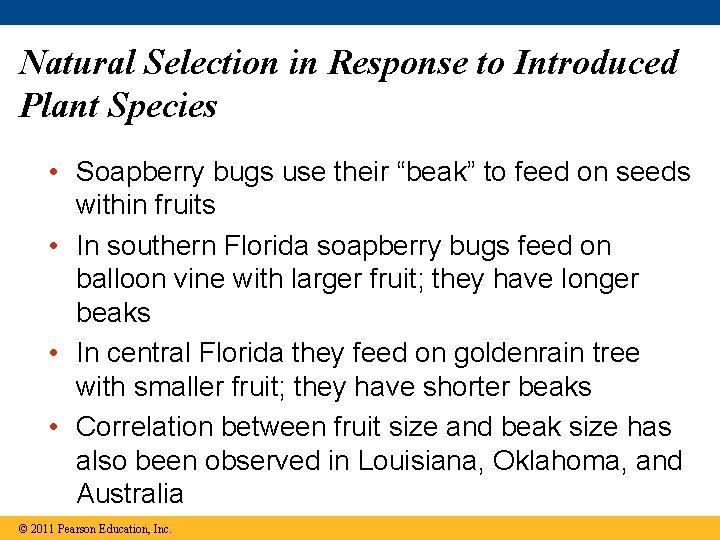Natural Selection in Response to Introduced Plant Species • Soapberry bugs use their “beak”