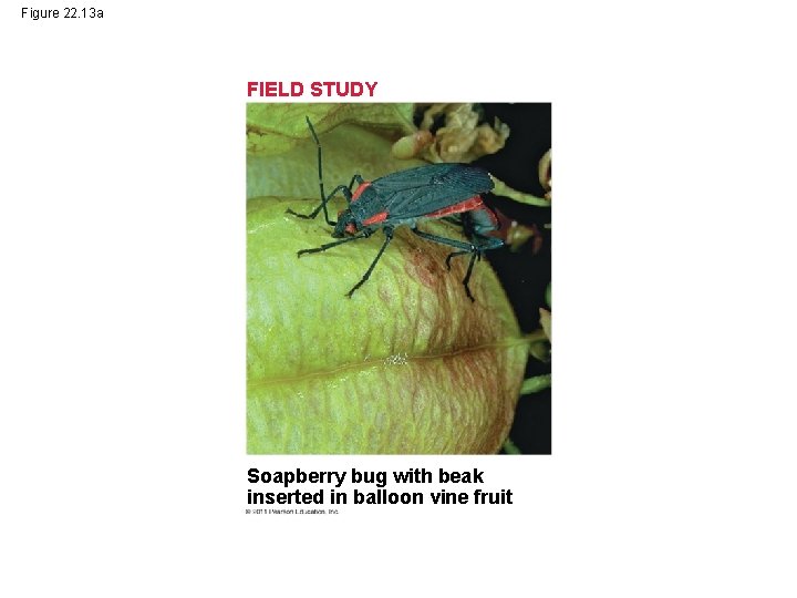Figure 22. 13 a FIELD STUDY Soapberry bug with beak inserted in balloon vine
