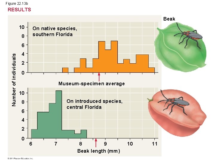 Figure 22. 13 b RESULTS Beak 10 On native species, southern Florida 8 Number