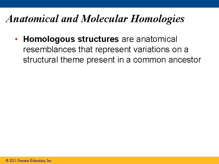 Anatomical and Molecular Homologies • Homologous structures are anatomical resemblances that represent variations on