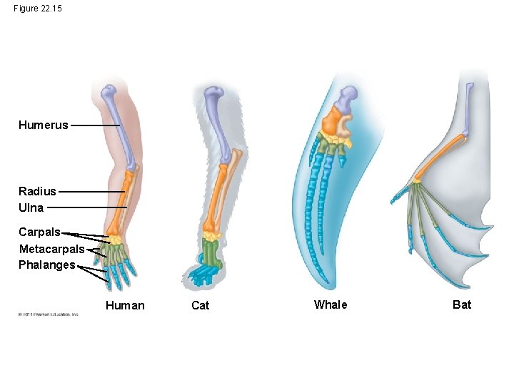 Figure 22. 15 Humerus Radius Ulna Carpals Metacarpals Phalanges Human Cat Whale Bat 