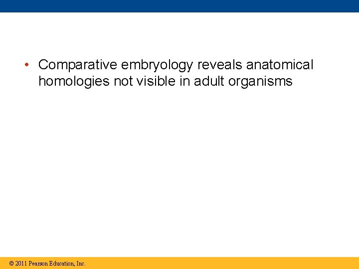  • Comparative embryology reveals anatomical homologies not visible in adult organisms © 2011
