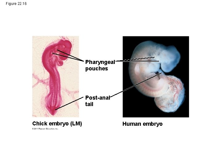 Figure 22. 16 Pharyngeal pouches Post-anal tail Chick embryo (LM) Human embryo 