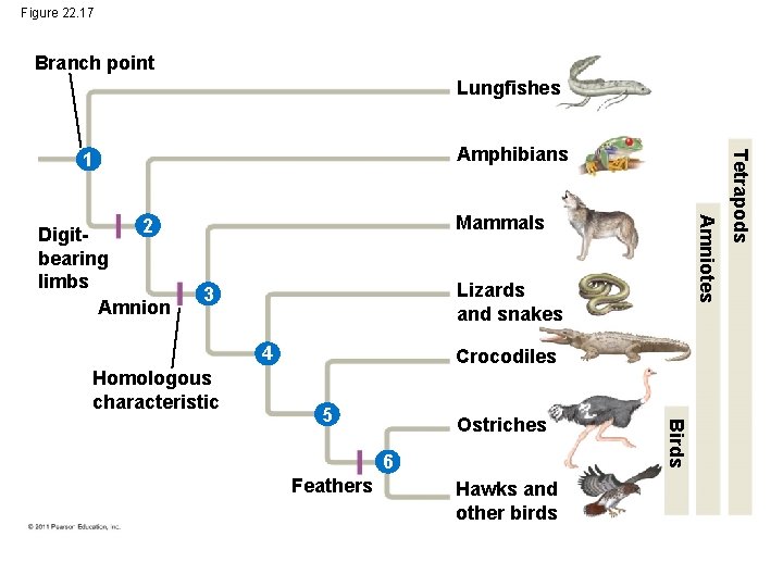 Figure 22. 17 Branch point Lungfishes Mammals Lizards and snakes 3 4 Homologous characteristic