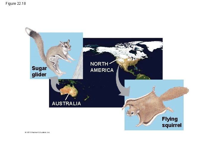 Figure 22. 18 NORTH AMERICA Sugar glider AUSTRALIA Flying squirrel 