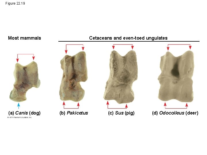 Figure 22. 19 Most mammals (a) Canis (dog) Cetaceans and even-toed ungulates (b) Pakicetus