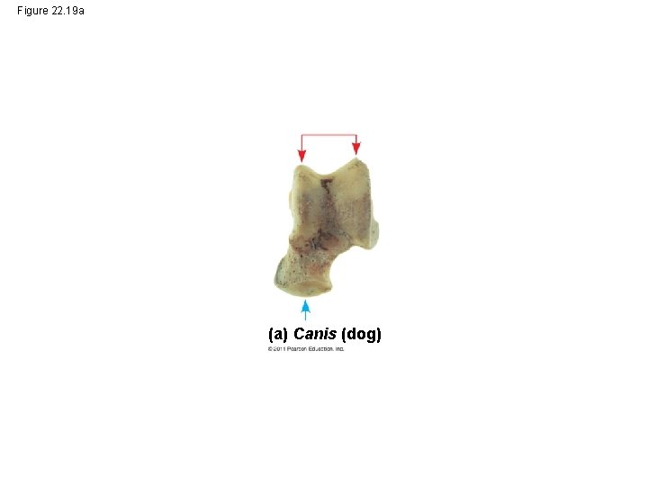 Figure 22. 19 a (a) Canis (dog) 