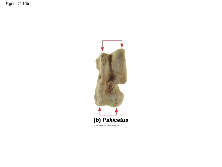 Figure 22. 19 b (b) Pakicetus 