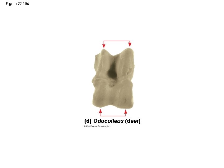 Figure 22. 19 d (d) Odocoileus (deer) 