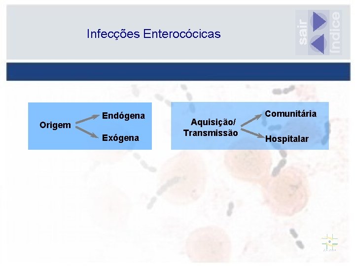 Infecções Enterocócicas Origem Endógena Exógena Aquisição/ Transmissão Comunitária Hospitalar 