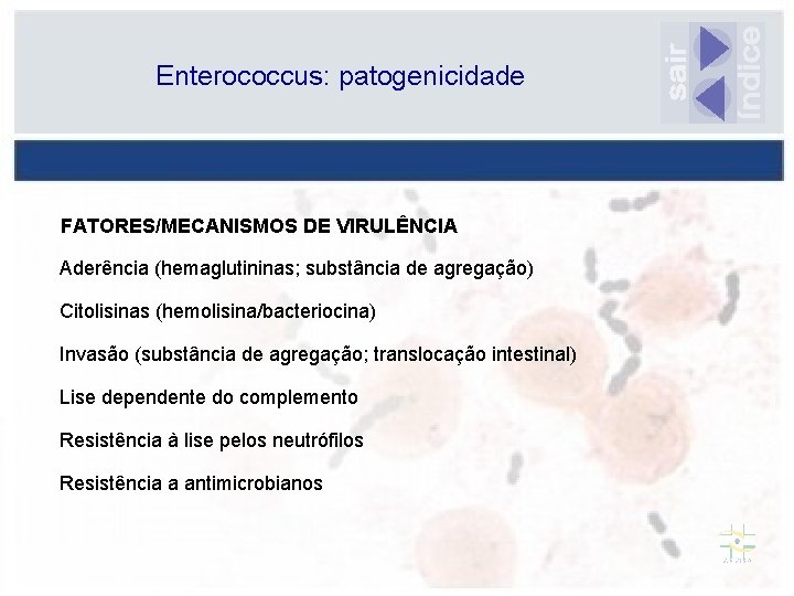 Enterococcus: patogenicidade FATORES/MECANISMOS DE VIRULÊNCIA Aderência (hemaglutininas; substância de agregação) Citolisinas (hemolisina/bacteriocina) Invasão (substância