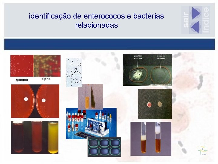 identificação de enterococos e bactérias relacionadas 