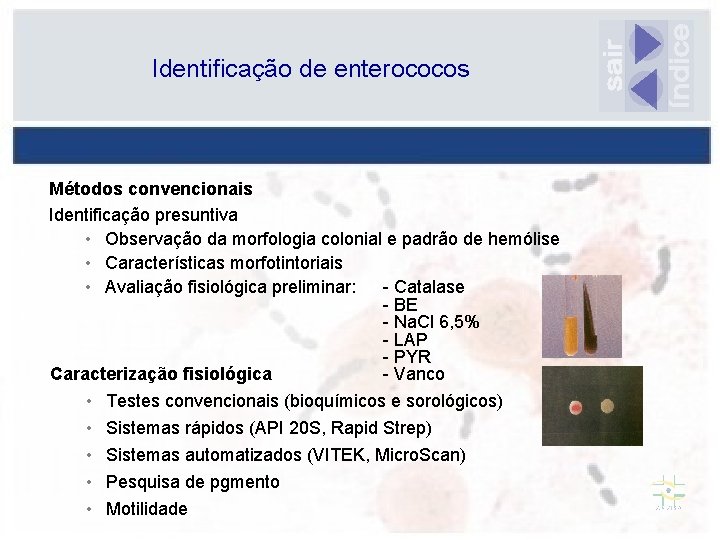 Identificação de enterococos Métodos convencionais Identificação presuntiva • Observação da morfologia colonial e padrão