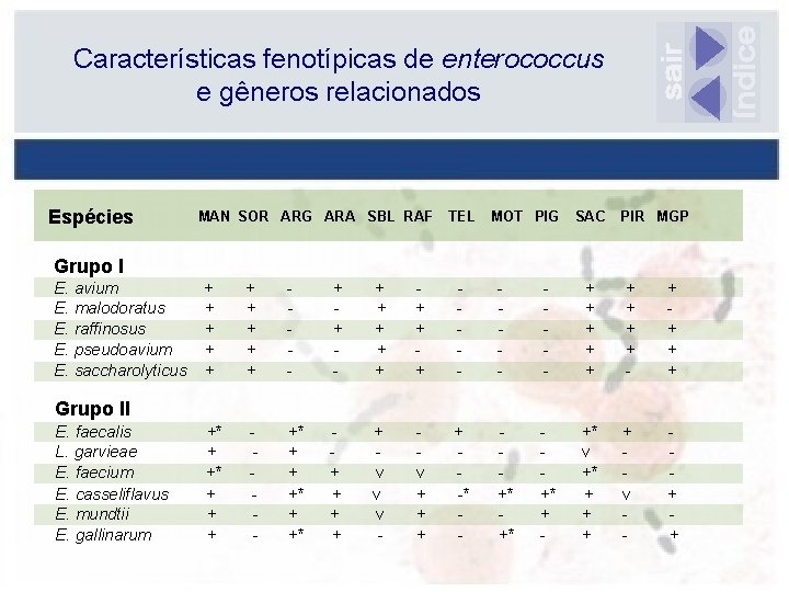 Características fenotípicas de enterococcus e gêneros relacionados Espécies MAN SOR ARG ARA SBL RAF