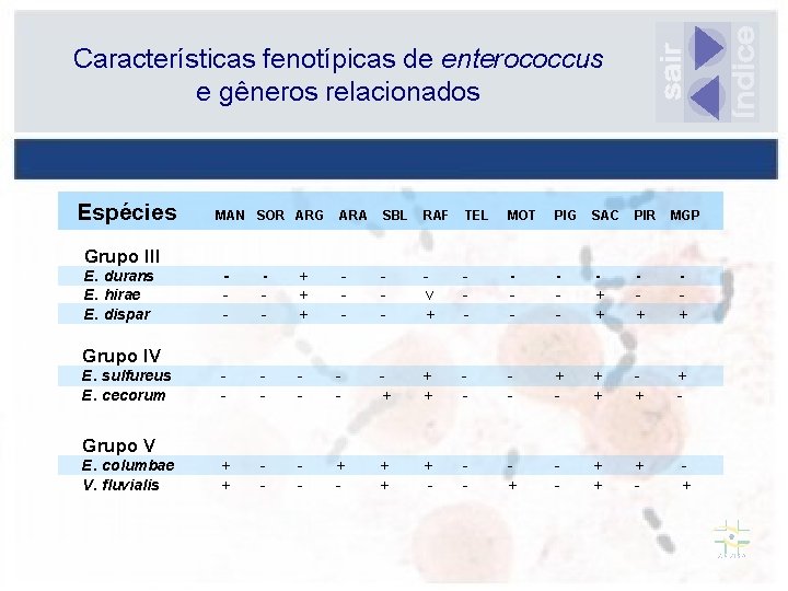 Características fenotípicas de enterococcus e gêneros relacionados Espécies MAN SOR ARG ARA SBL RAF