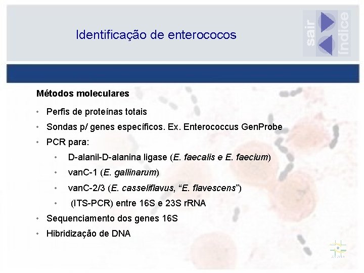 Identificação de enterococos Métodos moleculares • Perfis de proteínas totais • Sondas p/ genes